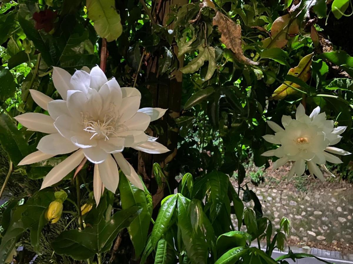 Tian Hsiang Tea B&B Ren'ai Esterno foto