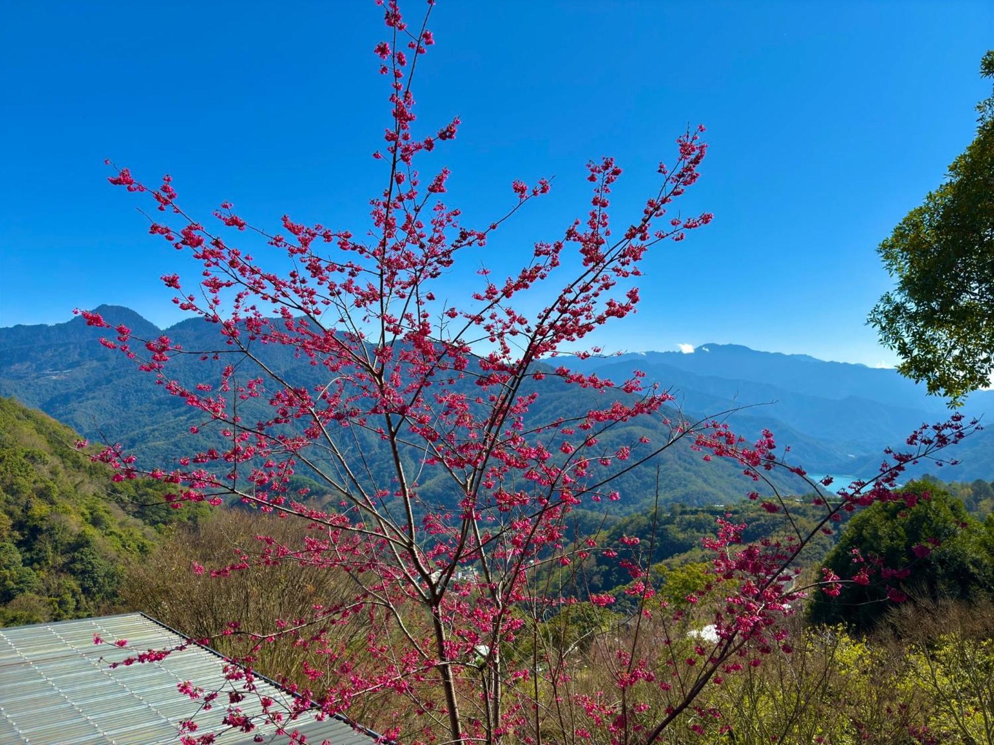 Tian Hsiang Tea B&B Ren'ai Esterno foto